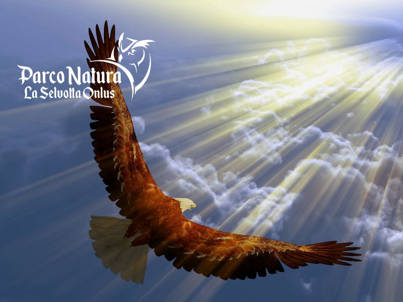 Il volo di Flaminia: dietro la nuova icona biancoceleste c’è l’eccellenza del Parco Natura La Selvotta