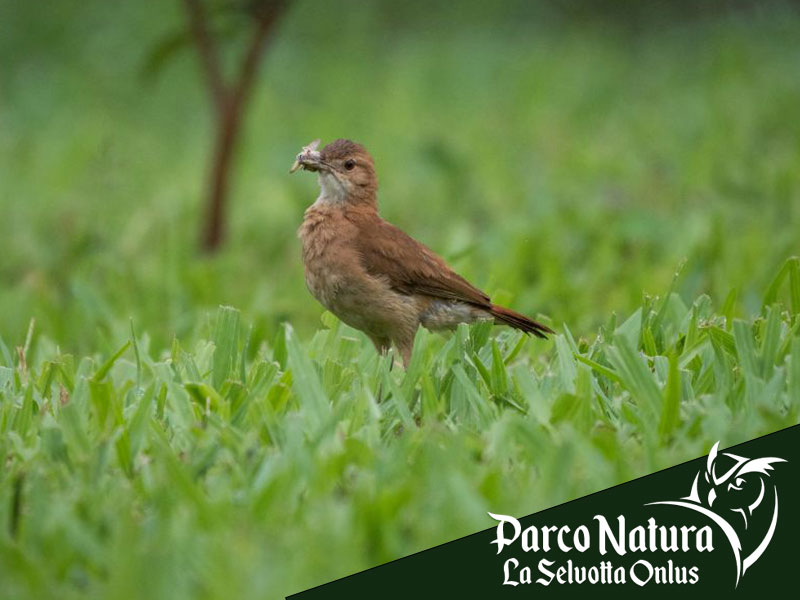 Rapaci come indicatori di salute ambientale: cosa ci dicono del nostro territorio