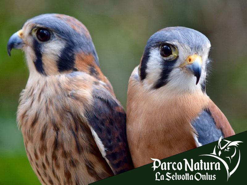 Il Gheppio o falco tinnunculus: un tesoro nascosto alla Selvotta a Formello