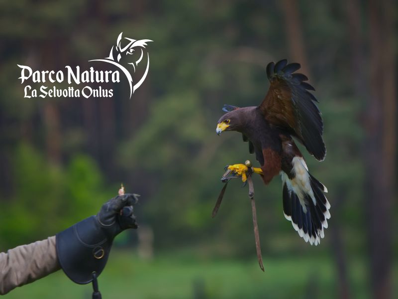 Falconeria vicino Roma: 5 cose che forse non sai sul mondo dei rapaci