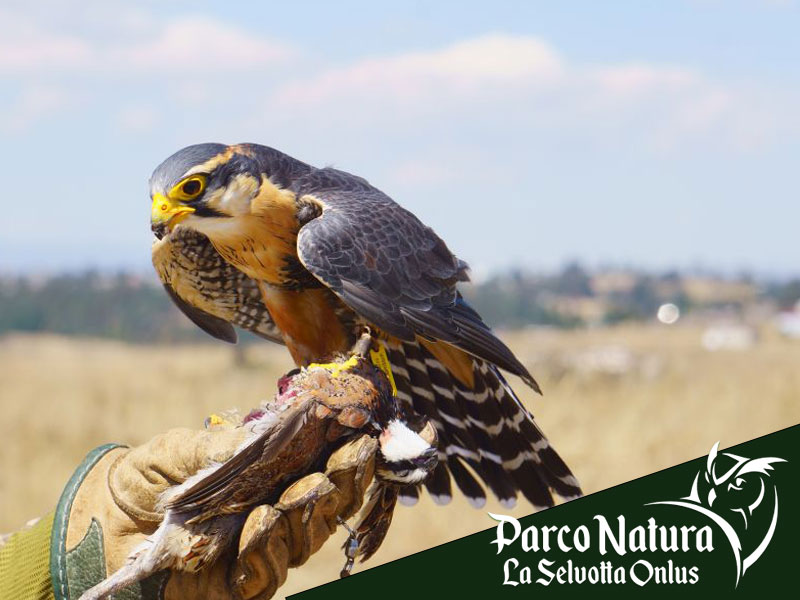 Attività per bambini a Roma: il falconiere per un giorno alla Selvotta a Formello