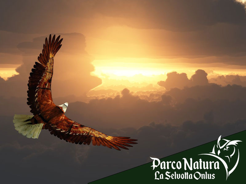 Storia e Curiosità: l’arte della falconeria a Roma antica