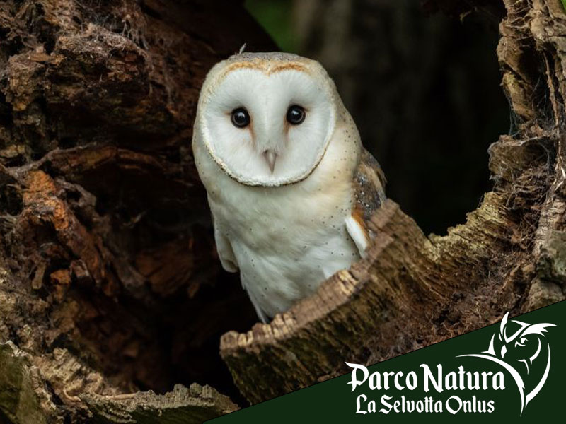 Rapaci e agricoltura sostenibile: parliamone