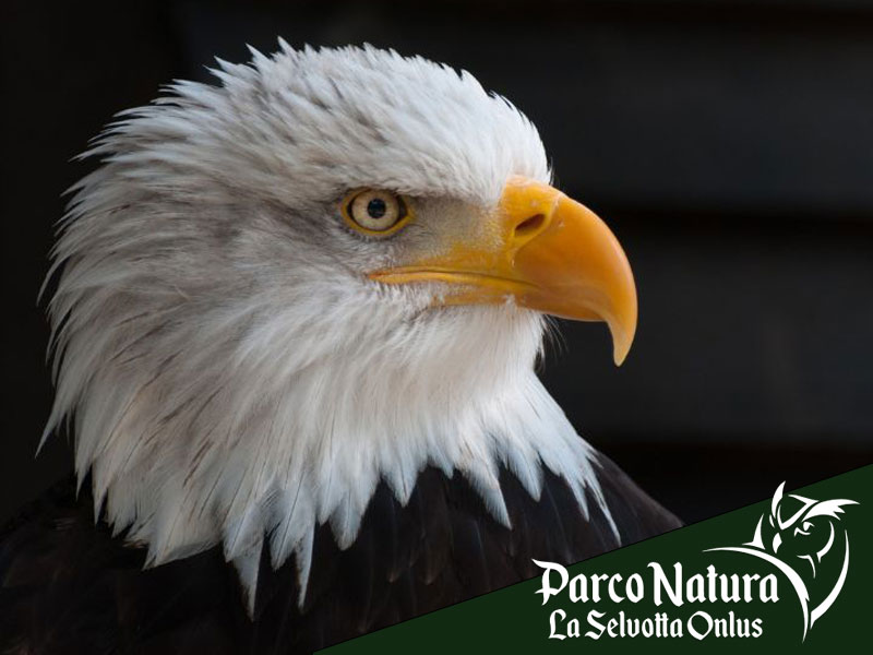 Rapaci: specie rappresentative, sfide globali e il nostro impegno