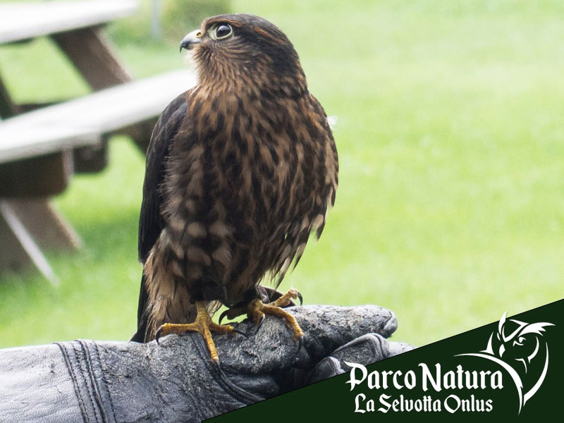 Pet therapy: i benefici del contatto con i rapaci