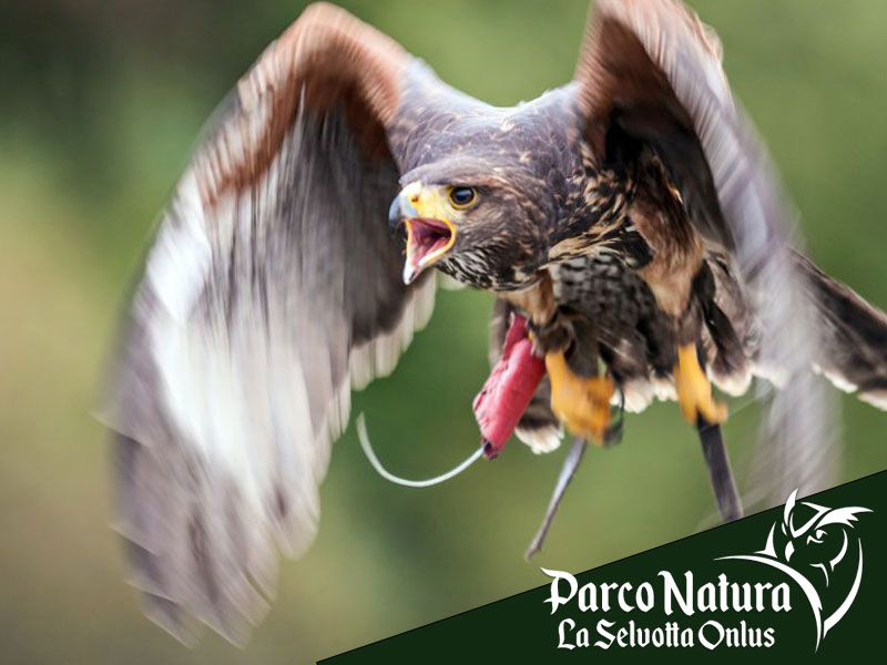 Biodiversità: come la tuteliamo al Parco Natura La Selvotta
