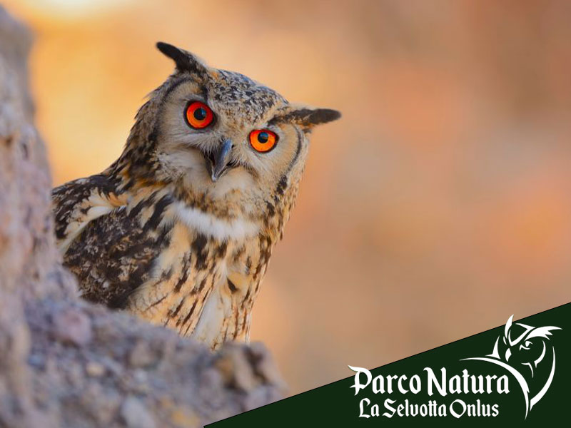 Gufo e civetta: conosci davvero la differenza?