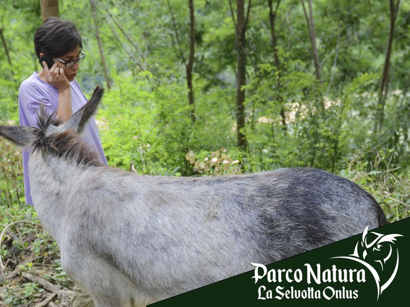 Pet therapy: a cosa serve