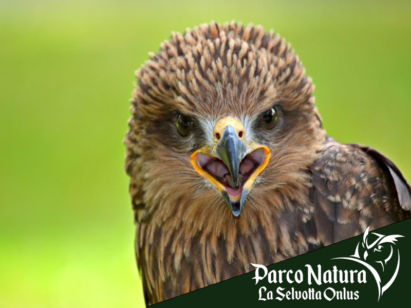 5 curiosità sorprendenti sugli uccelli rapaci